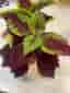 Palettblad, Coleus Marooned