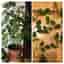 2 styck Kungcissus, Cissus rhombifolia