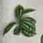 Silverpilea, Pilea cadierei