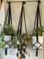 Svarta amplar, 3 st, 13-15 cm,handmade