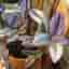 Tradescantia Nanouk