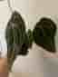 Anthurium Clarinervium