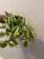 Pothos N'Joy