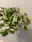 Pothos N'Joy