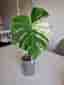 **RARITET** MONSTERA DELICIOSA MULTICOLOR/ CREAM SPLASH VARIEGATA