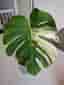 **RARITET** MONSTERA DELICIOSA MULTICOLOR/ CREAM SPLASH VARIEGATA