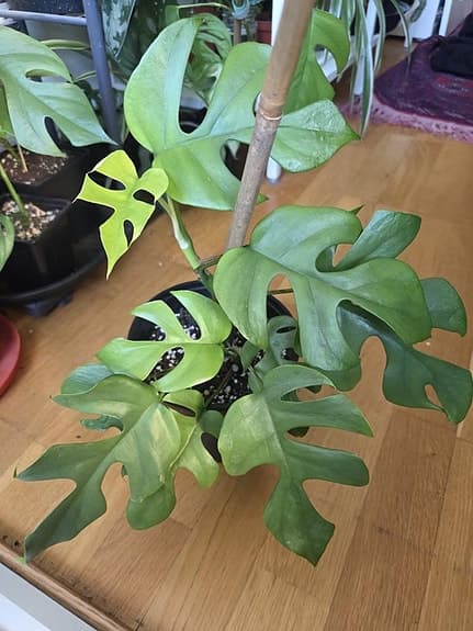 Monsterafingerranka (Rhaphidophora tetrasperma)