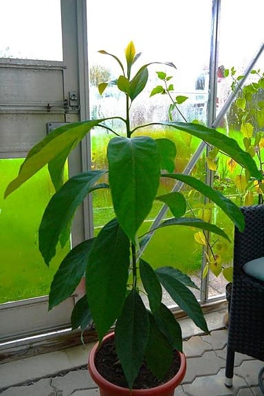 Avokado plantor