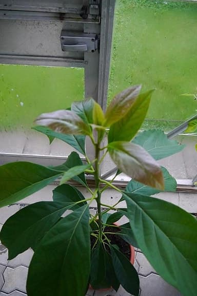 Avokado plantor