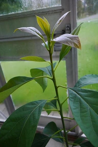 Avokado plantor