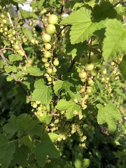 röd vinbär plantor