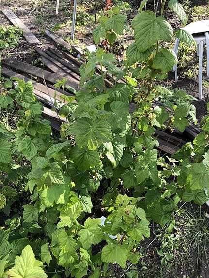 röd vinbär plantor