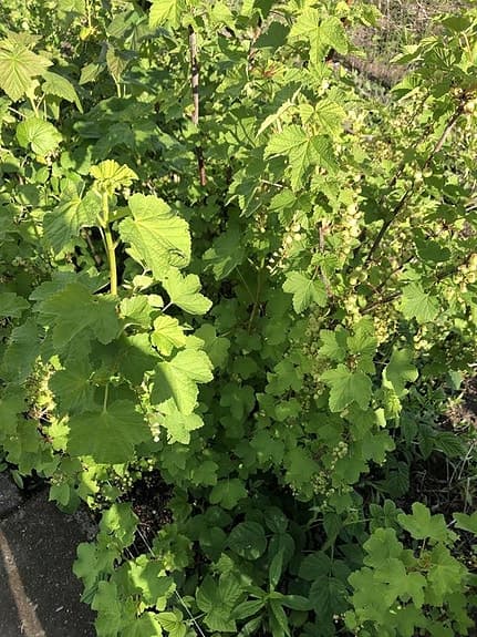 röd vinbär plantor