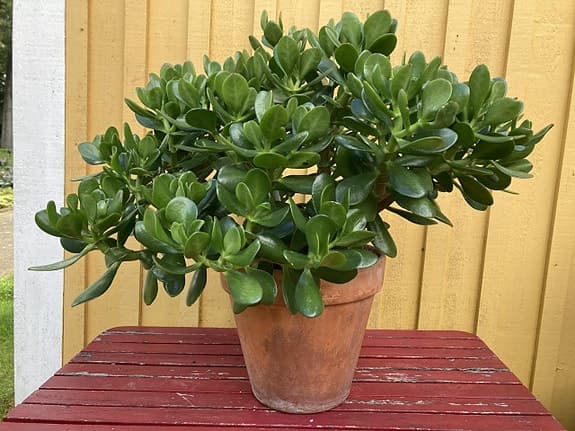 Crassula