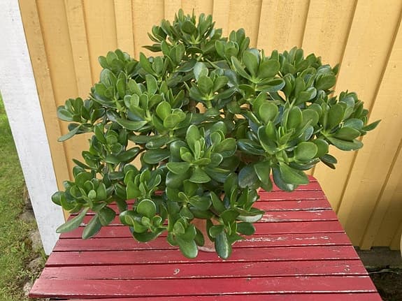 Crassula