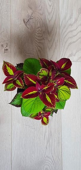 Palettblad sticklingar av sorten 'Stained Glassworks Velvet'