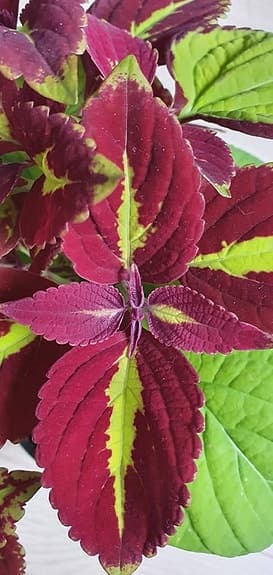 Palettblad sticklingar av sorten 'Stained Glassworks Velvet'