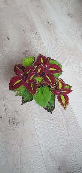 Palettblad sticklingar av sorten 'Stained Glassworks Velvet'
