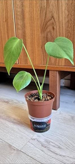 Monstera planta