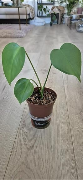 Monstera planta