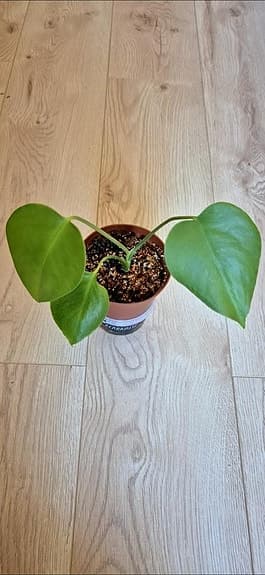 Monstera planta