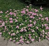 Rosenspirea, låg (Spiraea japonica Little Princess )