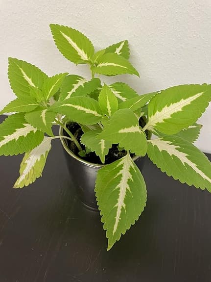 vit-grön Palettblad