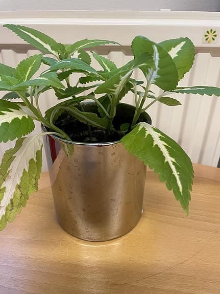 vit-grön Palettblad