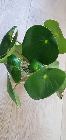 Sköldpeperomia Raindrop