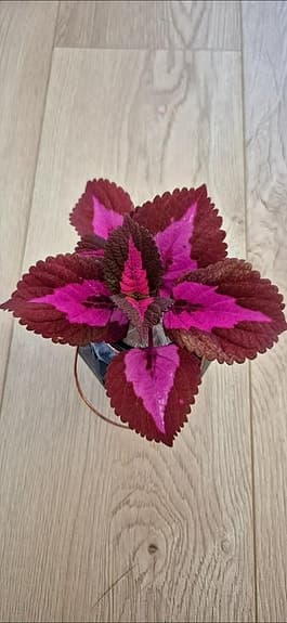 Palettblad sticklingar av sorten 'China Rose'