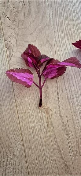 Palettblad sticklingar av sorten 'China Rose'