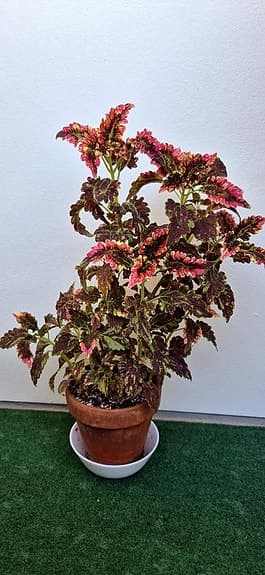Palettblad 'Glida' sticklingar