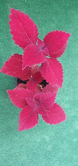 Palettblad sticklingar av sorten 'Marooned'