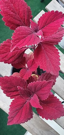 Palettblad sticklingar av sorten 'Marooned'