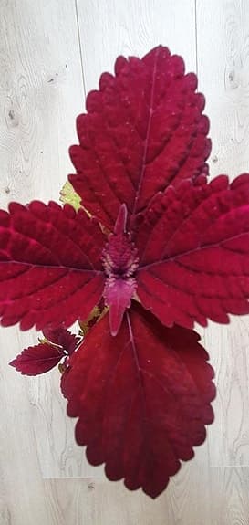 Palettblad sticklingar av sorten 'Marooned'