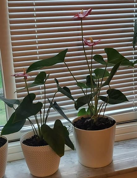 Anthurium växt med kruka 200 kr st