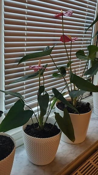 Anthurium växt med kruka 200 kr st