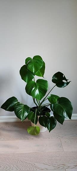 Monstera Deliciosa