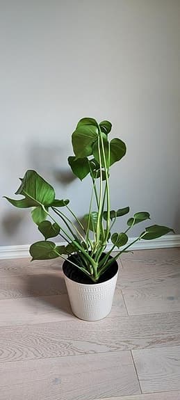 Monstera Deliciosa