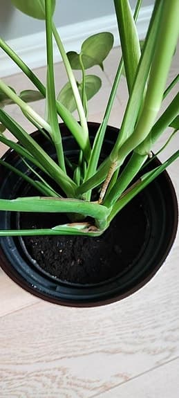 Monstera Deliciosa