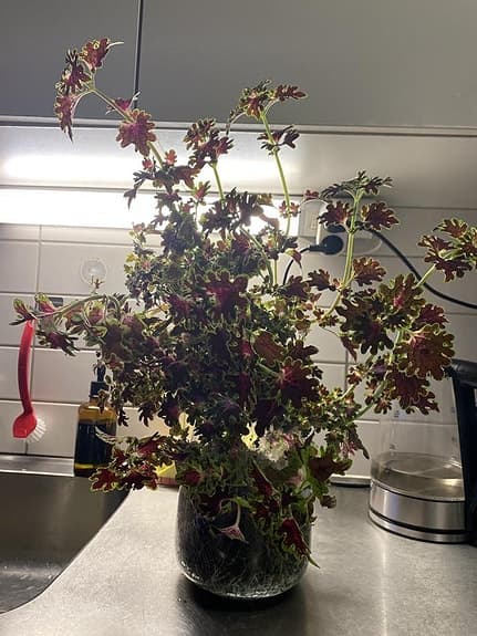 Dtora Coleus Blommor med Kruka