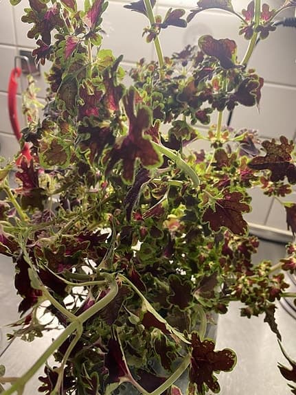 Dtora Coleus Blommor med Kruka