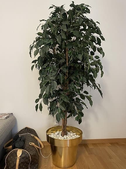 Fikusträd
