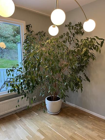 Stor Benjaminfikus 2 meter hög, med kruka i keramik