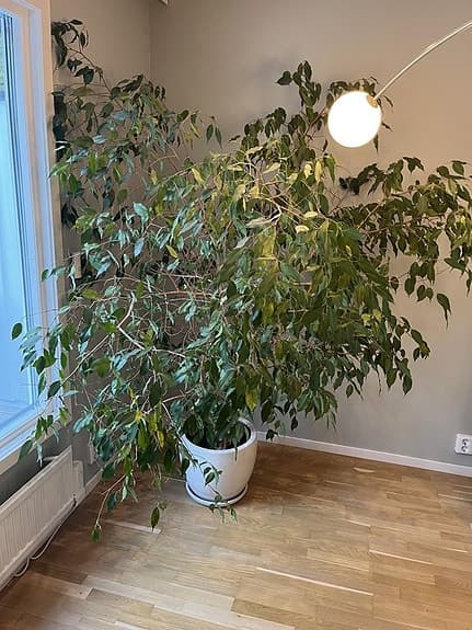 Stor Benjaminfikus 2 meter hög, med kruka i keramik