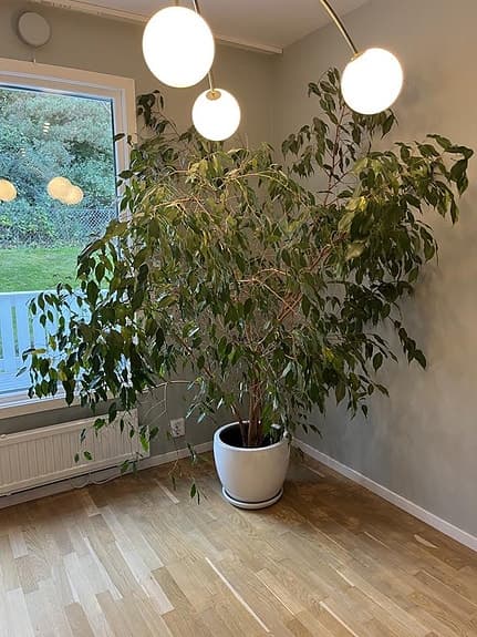 Stor Benjaminfikus 2 meter hög, med kruka i keramik