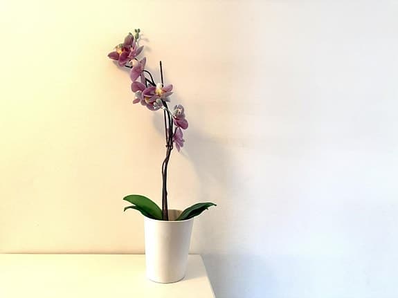 Konstgjord hög orkidé (80 cm hög) inklusive vit ytterkruk