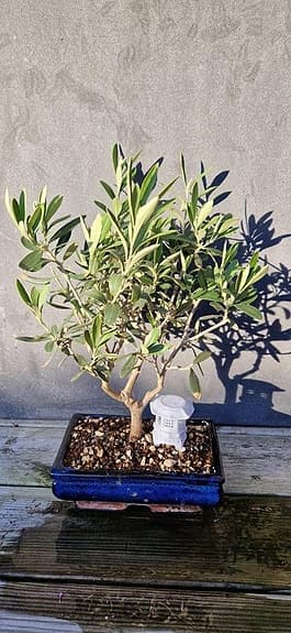 Bonsai gödningskorg egengjord