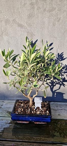 Bonsai gödningskorg egengjord