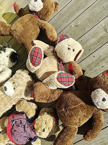 Teddybjörnar